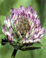  Red Clover can contribute to a Migraine Headache